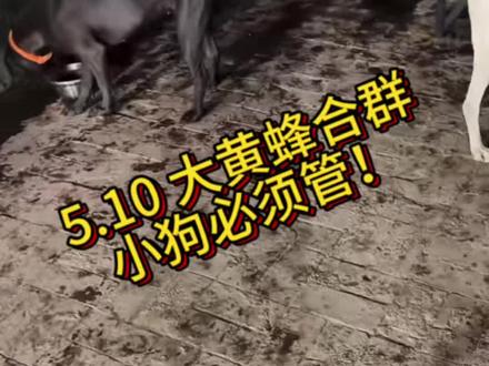现在你喜欢的小狗都是管过之后的小狗 既然享受了管过之后带来的福利 就不要说不要管 #西北刀客 #西北刀客公益护农 #西北刀客直播 #西北刀客大黄蜂 #西北刀客安安