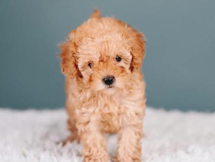 泰迪不同叫声的含义,很多人不懂!#萌宠成精了 #狗狗成精了 #狗狗是人类最好的朋友