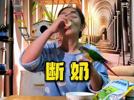 鹦鹉如何断奶?断奶通用大法,详细攻略来了!#鹦鹉断奶