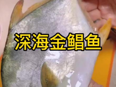 金昌鱼非常适合老人和孩子,只有一根主骨刺,没有小刺哦#海鲜原产地