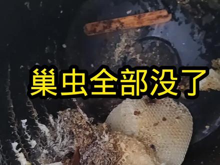 这样除巢虫是效果最好的 蜜蜂就不会跑了