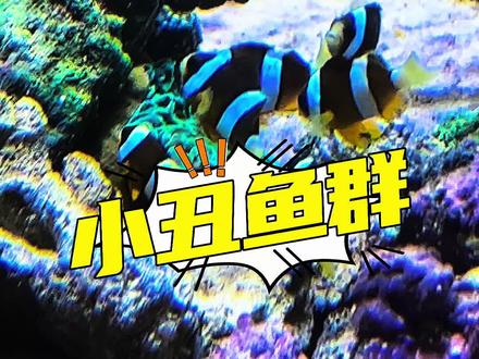 小丑鱼海葵计划成功了,但没完全成功! #诺亚方缸 #私人海洋