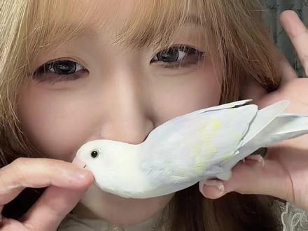 九九成稀罕物 #九九成稀罕物 #牡丹鹦鹉 #鹦鹉 #萌宠出道计划 #鸟鸟教