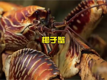 重达十六斤的大螃蟹,能够举重30斤#蟹类动物 #椰子蟹