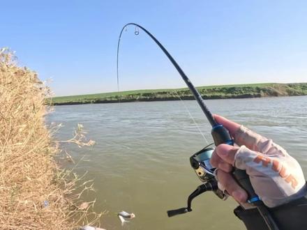 遇到翘嘴群是什么体验,抛5竿中3条翘嘴,大风天气鱼口仍然爆躁#微物路亚 #路亚翘嘴 #领峰路亚 #绫罗pe线