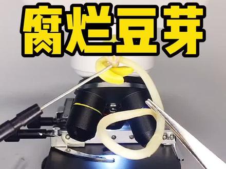 吃这样的du豆芽你不怕吗?教你一招识破du豆芽。#健康