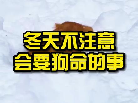 冬天不注意会让狗子狗带的事情!#狗狗 #萌宠 #家有傻狗