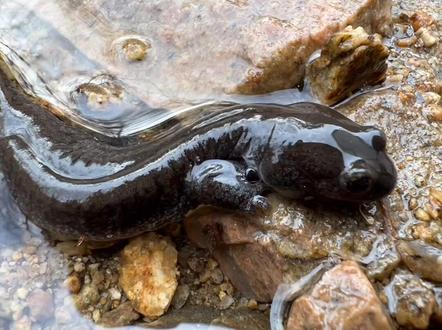 终于知道这个小怪物是什么了,原来是号称“活化石”的东北娃娃鱼,但是学名不知道叫做东北小倪还是极北小倪,知道的朋友评论区留言吧。#神奇动物在抖音 #娃娃鱼#科普#东北小倪 #极北小倪 #奇妙的动物 #大山里的原生态 #野生动物零距离