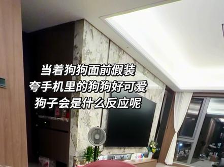 狗子:麻麻你明天还打算继续爱我吗😂 每次我夸别的狗狗好可爱的时候,我家狗子就会歪着头看着我,太可爱咯哈哈哈#你的宠物在家的有趣瞬间 #萌宠出道计划 #毛孩子的日常 #养宠日常趣事 #家有萌宠