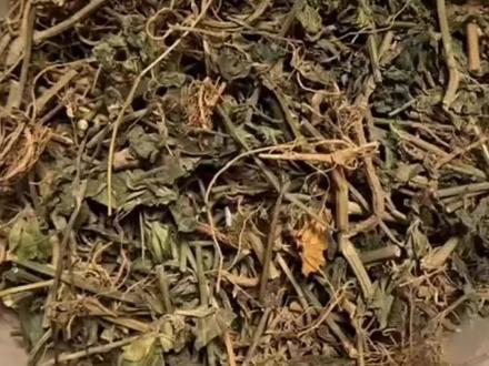 狗肝草,猪肝菜、羊肝菜、青蛇仔、野青仔、六角英、路边青、土羚羊,爵床科,全草入药#中草药 #植物 #科普