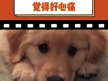 它已经那么苦了,最终还落得这么个下场#狗狗 #髌骨手术 #宠物 #心疼 #大数据让我们相遇