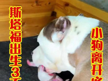 斯塔福狗妈护崽严重,叼着小狗生怕被抢,疼的小狗吱哇乱叫 #燕赵金洋 #斯塔福 #狗妈护崽 #直播回放 #高光时刻