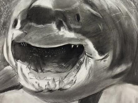#鞍山画室 学员素描作品—《大白鲨》。