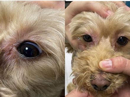 利什曼病是这么回事#犬皮肤病#美联众合动物医院 转诊中心
