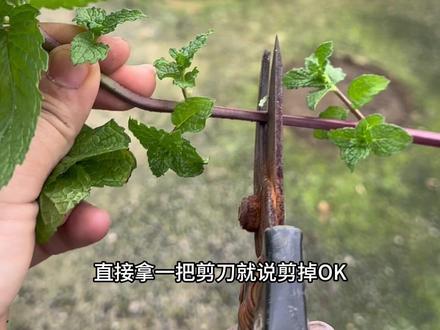 超简单薄荷种植教程,小白一看就会。真的太能长了! #我家楼顶小菜园 #创作者中心 #创作灵感 #阳台种植 #食用薄荷种植