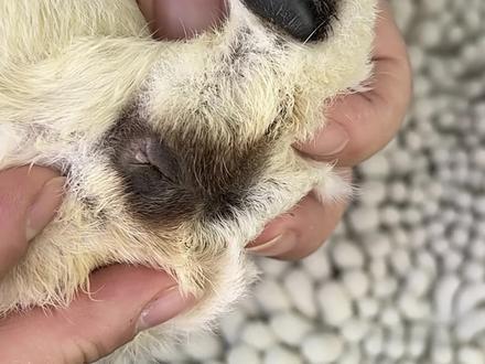 荷兰猪公母该如何区分?#豚鼠日常 #加州荷兰猪 #荷兰猪公母 #宠物日常