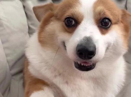 狗狗的这10种行为都代表啥意思 #养狗人 #狗狗行为心理 #新手养狗 #科学养宠攻略 #狗狗的心思都写在脸上了