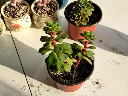 多肉火焰蒂亚徒狗变长腿