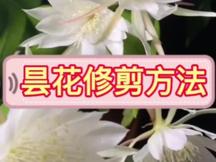 #昙花 #昙花一现 昙花怎么修剪才利于开花#专用肥 昙花修剪方法#养花小知识 #种植小技巧