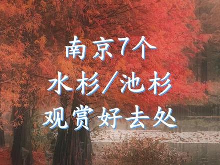 南京7个水杉/池杉观赏地 #南京秋天有多美 #南京赏秋 #南京水杉林 #南京池杉 #燕雀湖落羽杉