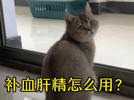 大部分家长都不知道补血肝精如何用,看完这个视频你就明白了#猫咪贫血#补血肝精#信为补血肝精