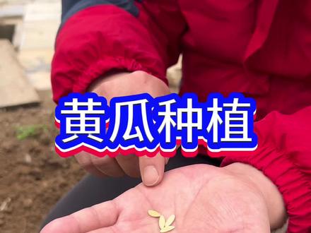 黄瓜种植#蔬菜种植#黄瓜种植#农业种植#黄瓜种植小技巧