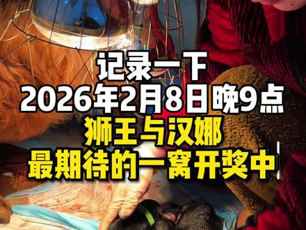 狮王和汉娜后代出世,年底最期待的一窝精品长毛小德牧,果然没让我失望。#成龙长毛德牧 #高品质德牧