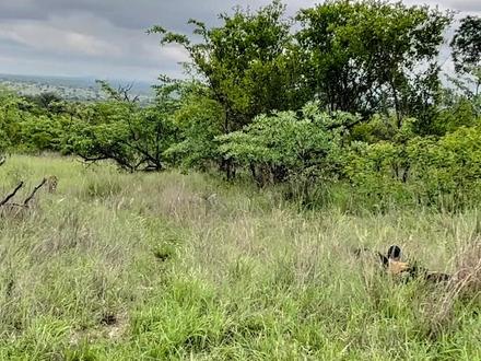 非洲野狗发现花豹行踪,竟然主动攻击花豹,但最后被花豹咬瘫 #自然万物都是宝 #内容启发搜索 #动物世界 #动物 #野生动物零距离