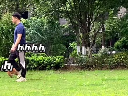 口令唤回,再也不做‘撒手没’ #柴犬#驯犬师