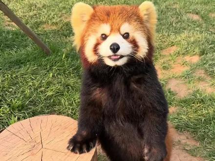 大小熊猫的区别 #动物世界 #动物科普#小熊猫