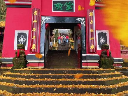 不下雨就不是雅安,雨中观#千年银杏古树 蒙顶山#天盖寺 的银杏树叶都掉光了,地上铺满厚厚的一层#蒙顶山银杏 #蒙顶山天盖寺 #成都周边银杏