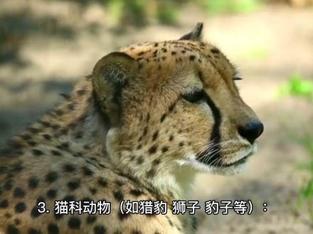 世界上听觉最灵敏的动物有哪些?#科普知识 #神奇动物在抖音 #动物知识科普视频 #每天跟我涨知识 #自然知识科普