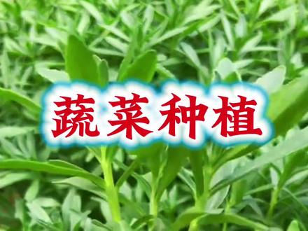 耐热的蔬菜有哪些?五月份还能种哪些?懒人养心菜,种一次吃十年 #蔬菜种子#蔬菜种植#农业种植#蔬菜