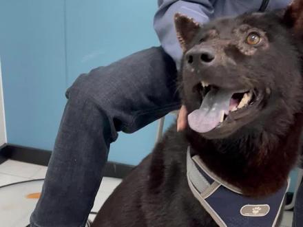 黑色狗子的皮肤问题
#抖音宠物医生 #宠物医生的日常 #宠物医院的那些事 #一线兽医工作者 #宠物知识小课堂