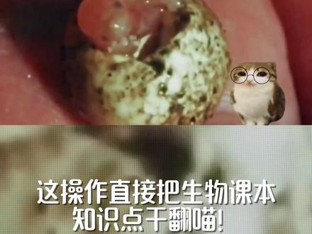 meowl带你认识鸭嘴兽 #meowl #科普 #鸭嘴兽 #猫咪视频 #神奇动物在哪里