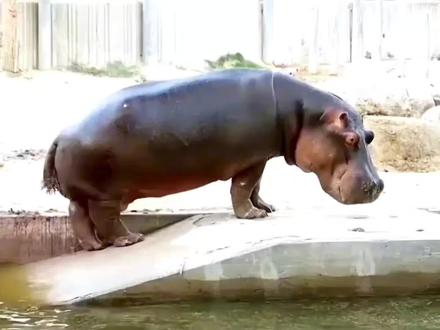 河马随意排放粪水,最终会自食恶果#河马粪便 #核废水 #野生动物零距离