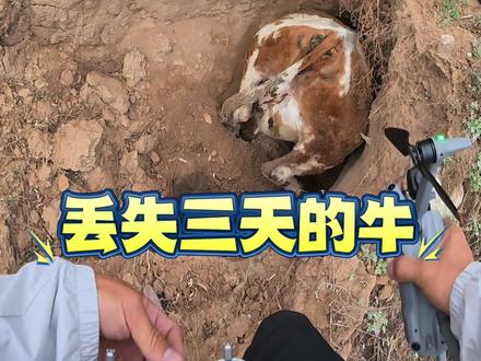 好消息:牛找到了,坏消息:牛4️⃣掉了