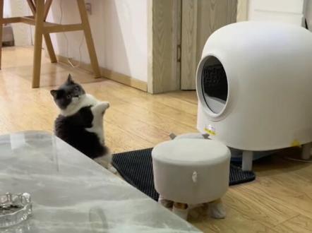 老人说,养猫不过七,不然会修成精怪。
#猫拜拜 #拜月 #猫咪冷知识 #萌宠推荐官 #科普一下 @DOU+小助手