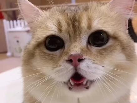 耳朵没毛了~给金子喂了多维片,根本不用担心金子再掉毛啦#萌宠嗨玩季