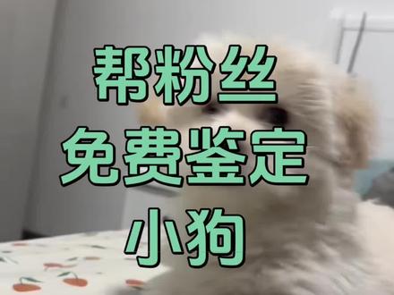 @嘟嘟&贝贝宠物烘培屋🦴 把自己家的毛孩子打在评论区吧#鉴定狗狗 #世界不能没有小狗狗 #宠物知识 #把春天装进pocket4里 #我要上热门