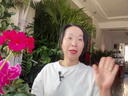 一年四季开花的菊花品种 #养花小知识