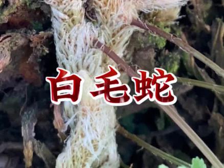 白毛骨碎补也叫“白毛蛇”,看看你认识吗?