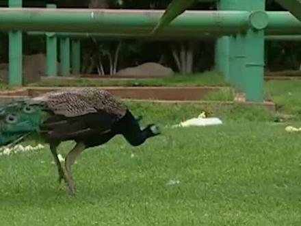 云南养殖场出现黑孔雀,饲养员吓到离职,200只孔雀一夜毙命?