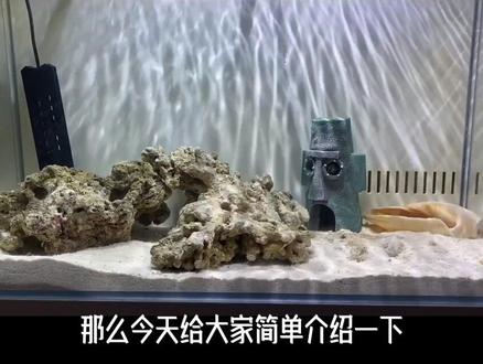 章鱼饲养环境的介绍#章鱼 请多多关照😅