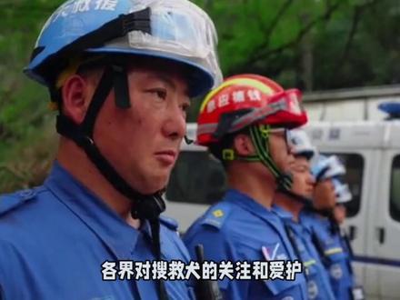 南京网红搜救犬找到了