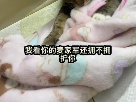 重生之我的麻麻是反派#猫咪日常 #狸花猫