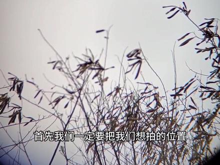 最详细的诱蜂水找蜂教程#户外找蜂