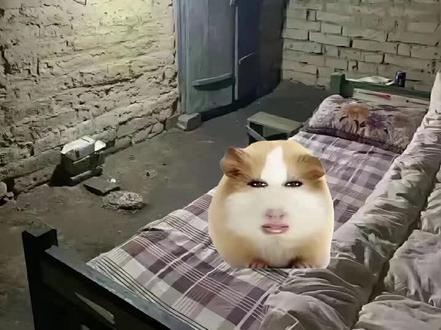 第一次做猪精动画#猪精#荷兰猪 #猪精动画