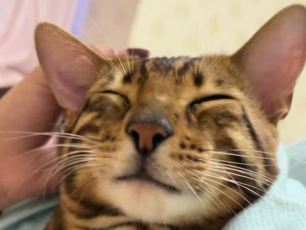 看完缺点再决定要不要养!#孟加拉豹猫