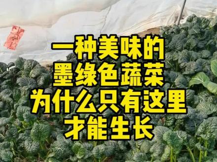 江苏宝应县特产的黑菜,是所有宝应人引以为傲的美味和缠绵悱恻的乡愁#乡村守护人 #抖音助农 #三农 #纯天然绿色蔬菜 #优质农产品